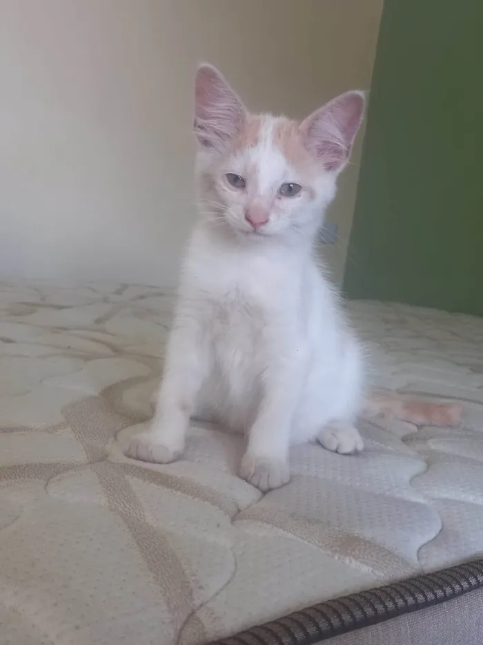Gato ra a SRD-ViraLata idade 2 a 6 meses nome Pudim
