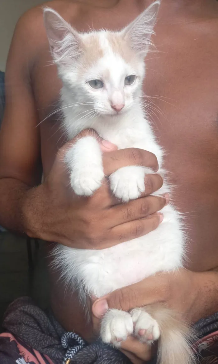 Gato ra a SRD-ViraLata idade 2 a 6 meses nome Pudim