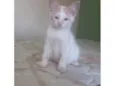 Pudim