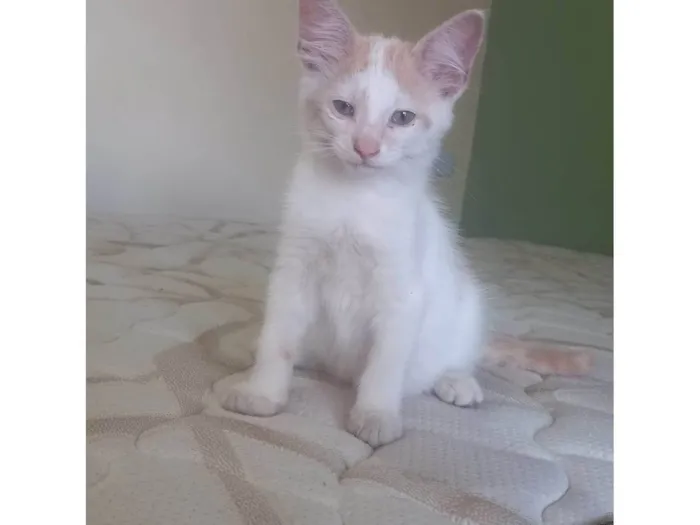 Gato ra a SRD-ViraLata idade 2 a 6 meses nome Pudim