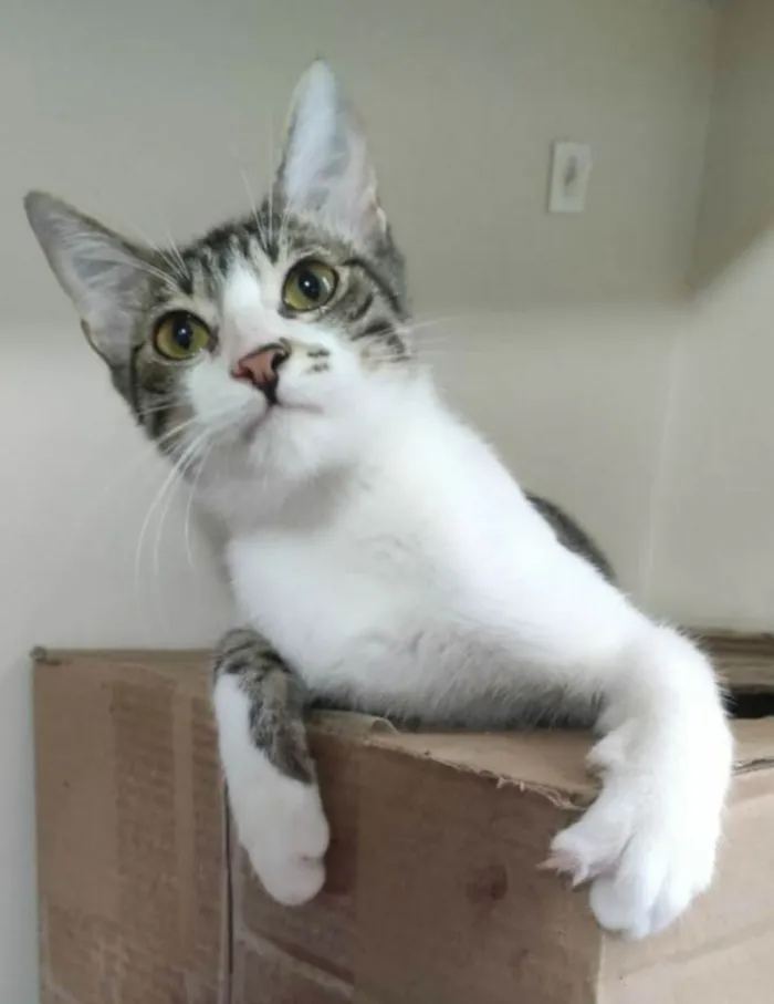 Gato ra a srd idade 1 ano nome PIPO