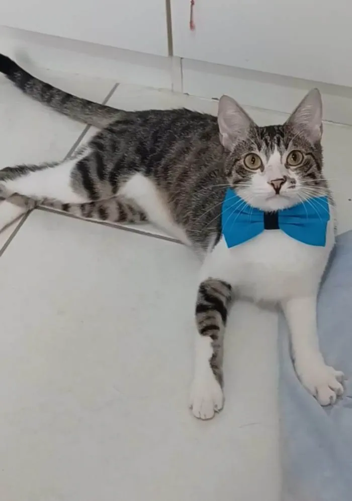 Gato ra a srd idade 1 ano nome PIPO