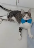 PIPO