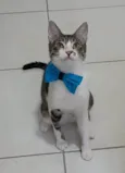 PIPO