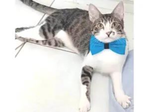 Gato raça srd idade 1 ano nome PIPO