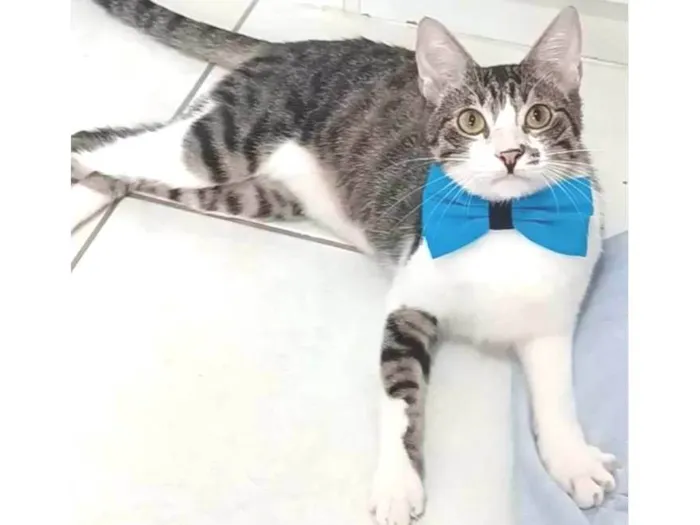 Gato ra a srd idade 1 ano nome PIPO