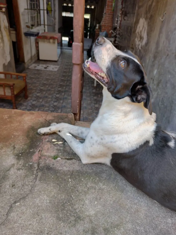 Cachorro ra a Vira lata  idade 3 anos nome Sheyd 