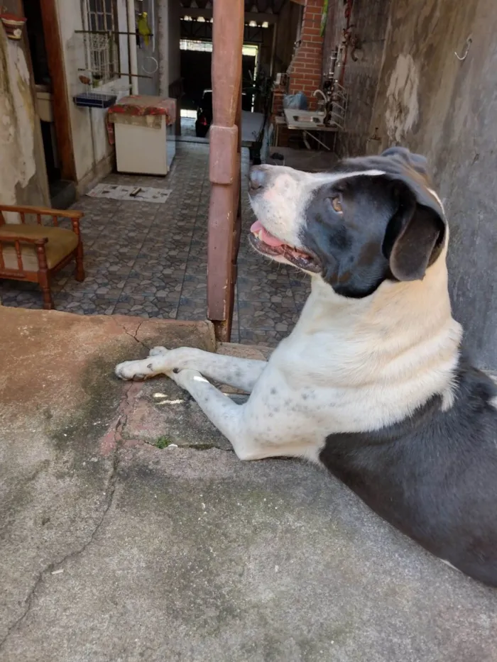 Cachorro ra a Vira lata  idade 3 anos nome Sheyd 