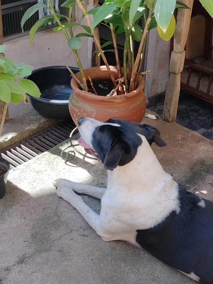 Cachorro ra a Vira lata  idade 3 anos nome Sheyd 