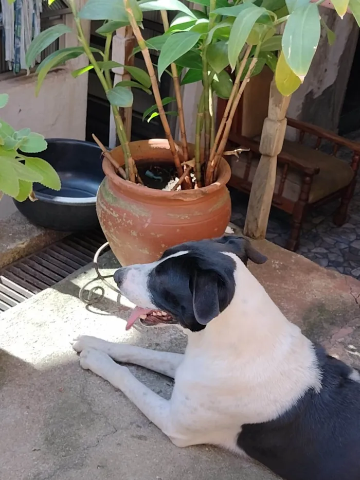 Cachorro ra a Vira lata  idade 3 anos nome Sheyd 