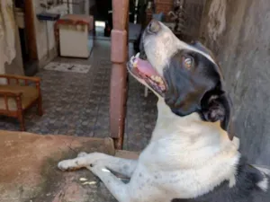 Cachorro raça Vira lata  idade 3 anos nome Sheyd 