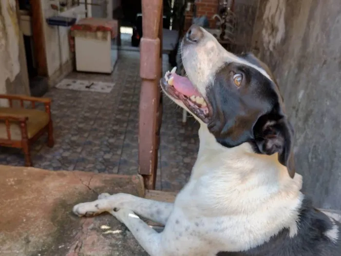 Cachorro ra a Vira lata  idade 3 anos nome Sheyd 