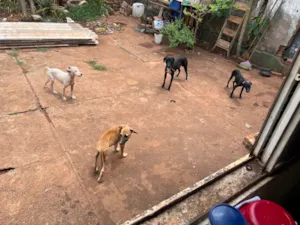 Cachorro raça SRD-ViraLata idade 2 a 6 meses nome Sem nomes, filhotes