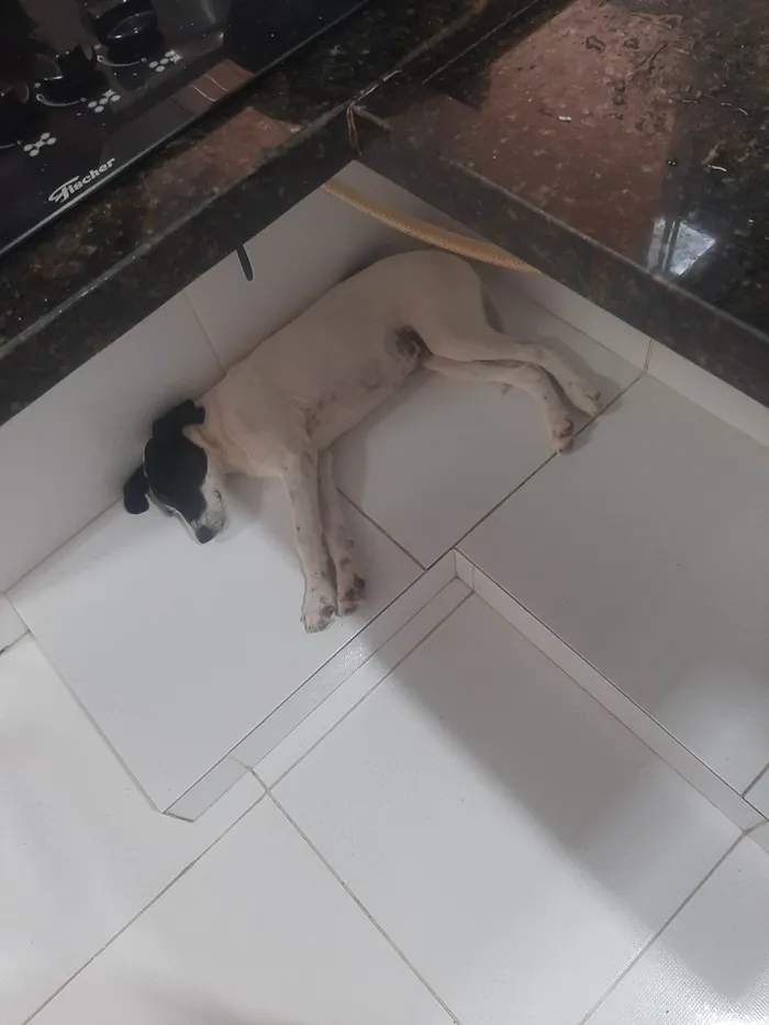 Cachorro ra a SRD-ViraLata idade 2 a 6 meses nome Spike