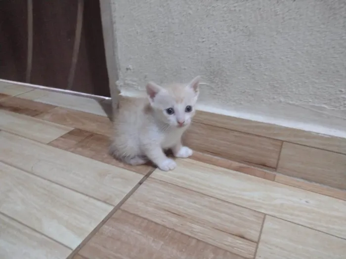 Gato ra a SRD-ViraLata idade 2 a 6 meses nome caramelo