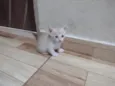 caramelo