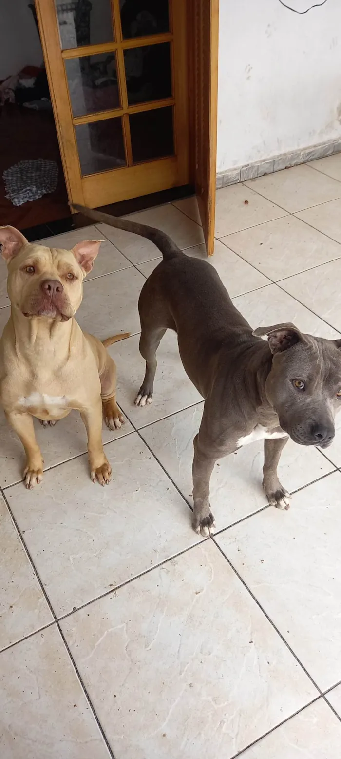 Cachorro ra a Pitbull  idade 3 anos nome Cachorro 