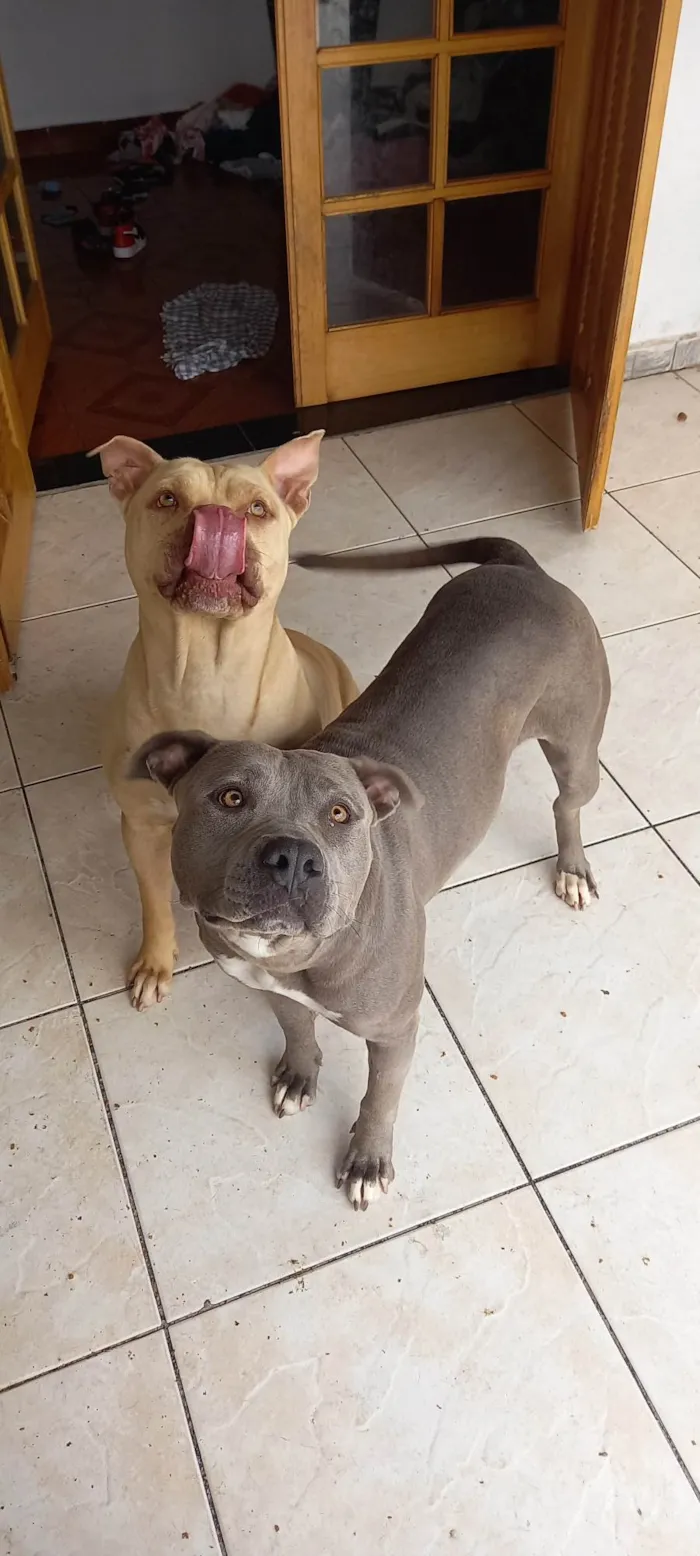 Cachorro ra a Pitbull  idade 3 anos nome Cachorro 