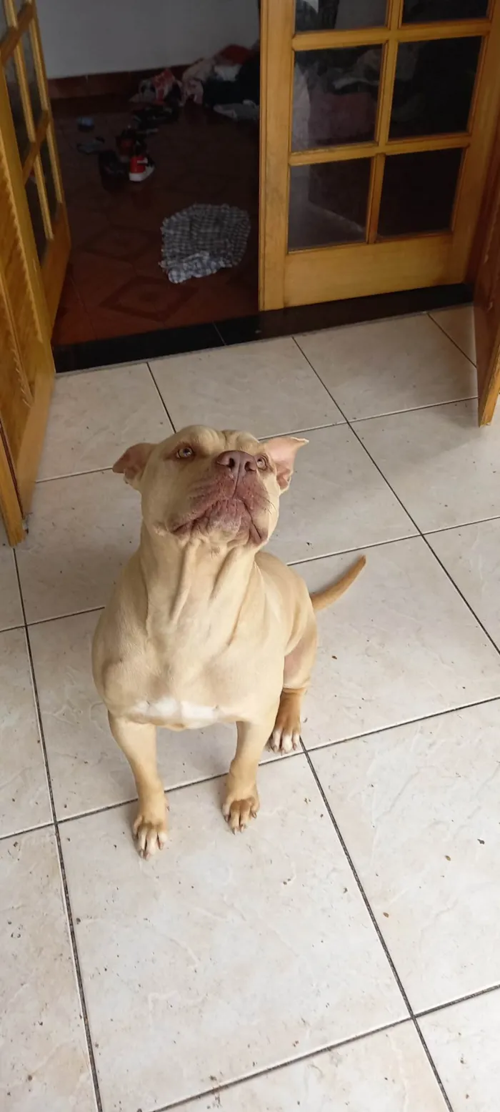 Cachorro ra a Pitbull  idade 3 anos nome Cachorro 