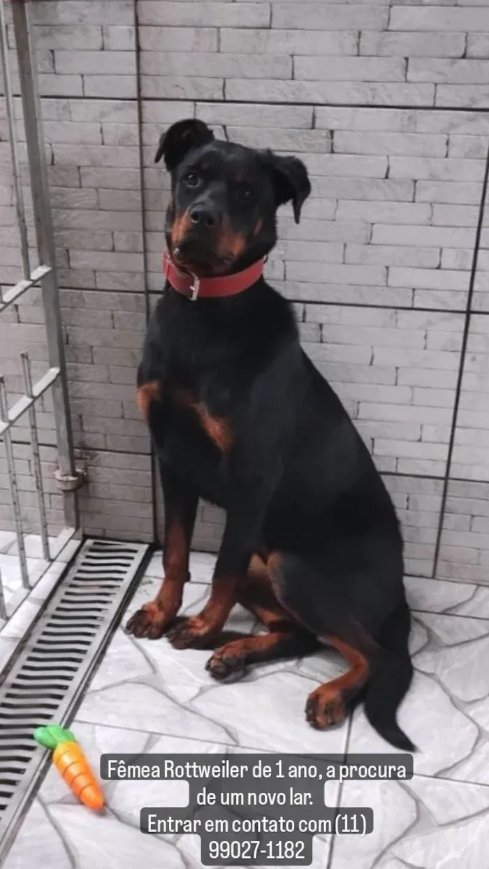 Cachorro ra a Rottweiler idade 1 ano nome Meguy