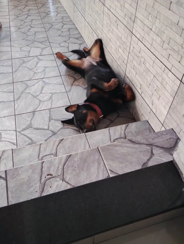 Cachorro ra a Rottweiler idade 1 ano nome Meguy