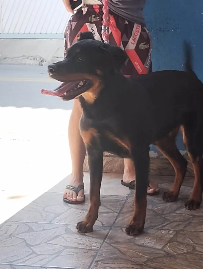 Cachorro ra a Rottweiler idade 1 ano nome Meguy