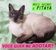 PITAYA