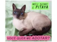 PITAYA