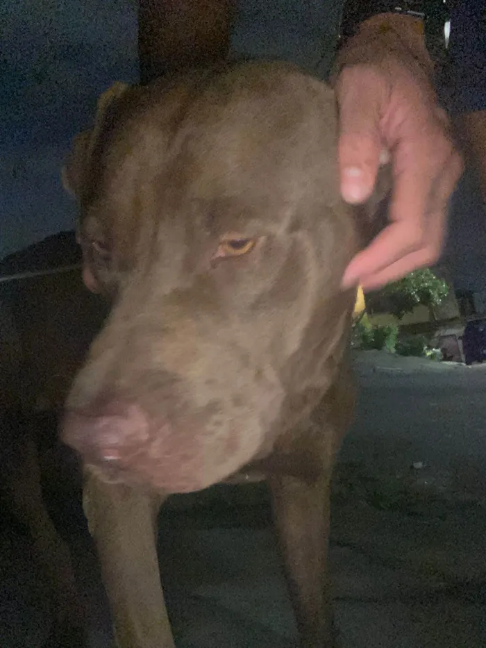 Cachorro ra a Pitbull  idade 1 ano nome Benhur