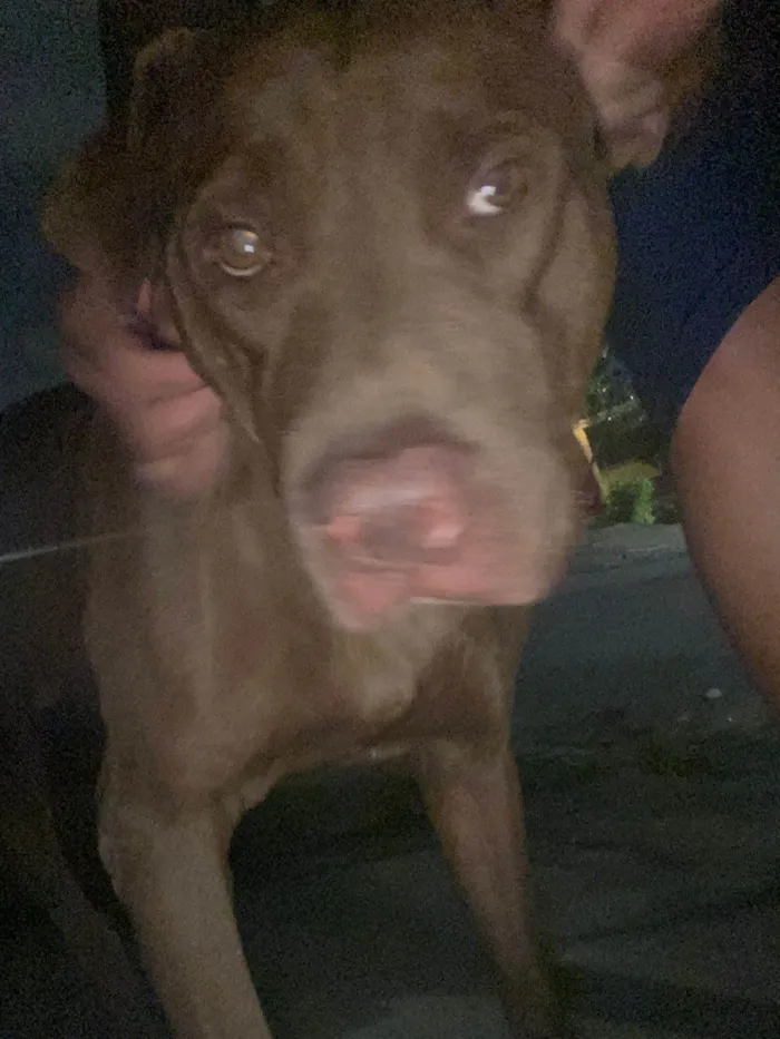 Cachorro ra a Pitbull  idade 1 ano nome Benhur