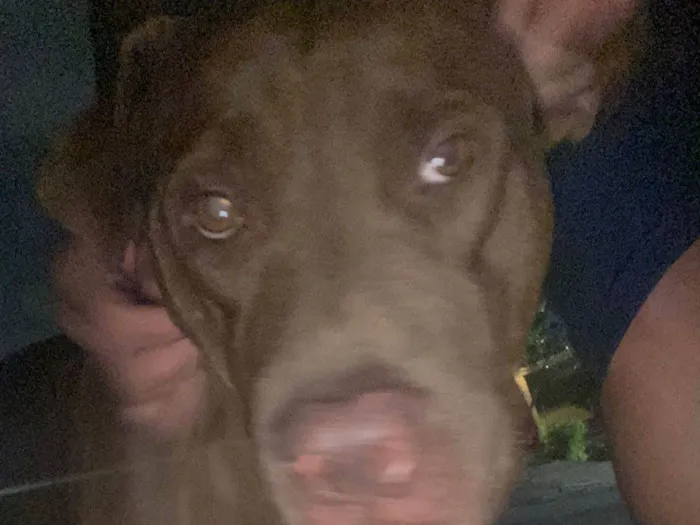 Cachorro ra a Pitbull  idade 1 ano nome Benhur