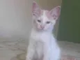Pudim