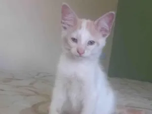 Gato raça SRD-ViraLata idade 2 a 6 meses nome Pudim