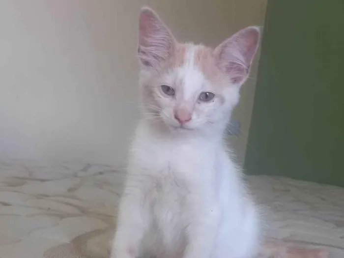 Gato ra a SRD-ViraLata idade 2 a 6 meses nome Pudim