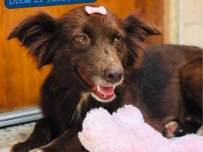 Cachorro ra a SRD-ViraLata idade 2 anos nome Diva