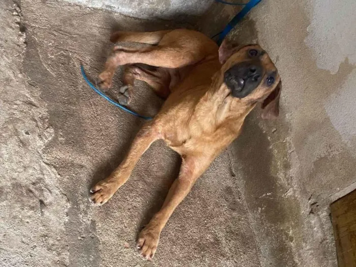 Cachorro ra a Vira lata  idade 7 a 11 meses nome Neymar 