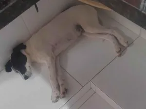 Cachorro raça SRD-ViraLata idade 2 a 6 meses nome Spike