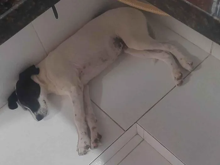 Cachorro ra a SRD-ViraLata idade 2 a 6 meses nome Spike