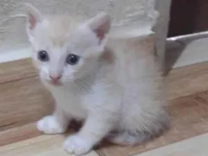 Gato raça SRD-ViraLata idade 2 a 6 meses nome caramelo