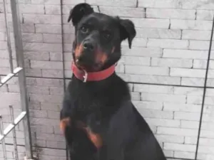Cachorro raça Rottweiler idade 1 ano nome Meguy