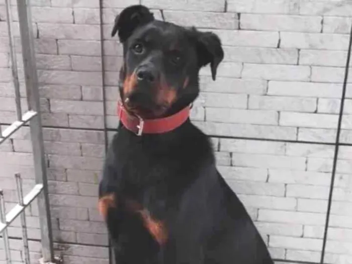 Cachorro ra a Rottweiler idade 1 ano nome Meguy