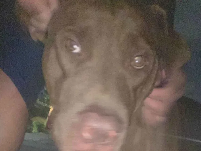Cachorro ra a Pitbull  idade 1 ano nome Benhur