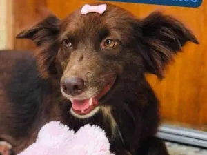 Cachorro raça SRD-ViraLata idade 2 anos nome Diva
