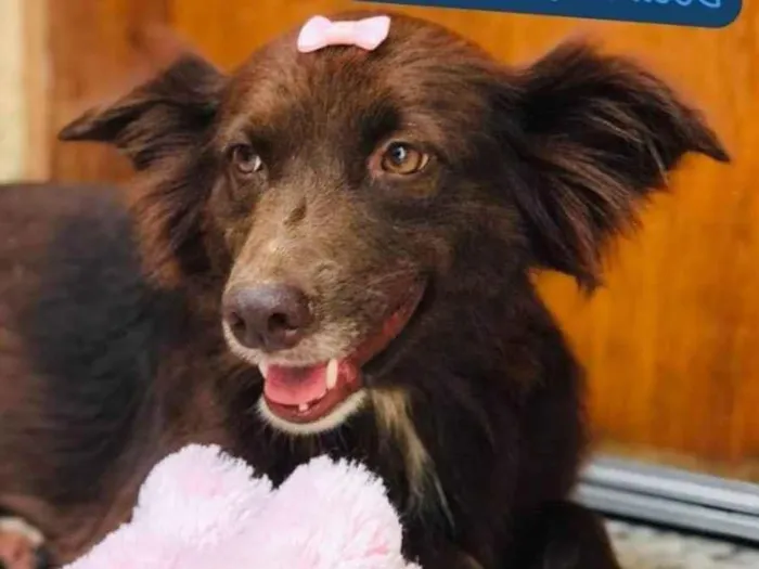 Cachorro ra a SRD-ViraLata idade 2 anos nome Diva