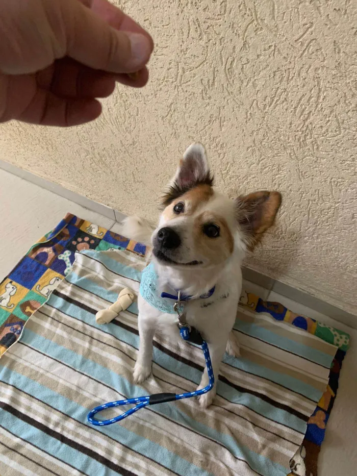 Cachorro ra a SRD-ViraLata idade 6 ou mais anos nome Jack