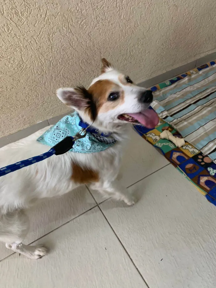 Cachorro ra a SRD-ViraLata idade 6 ou mais anos nome Jack