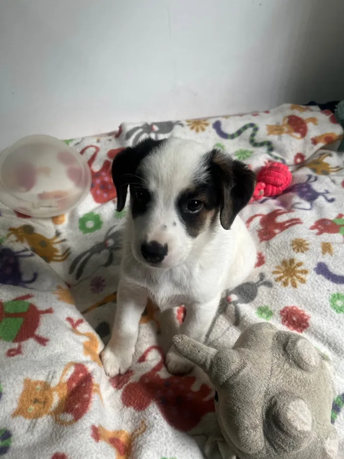 Cachorro ra a SRD-ViraLata idade Abaixo de 2 meses nome Bemny