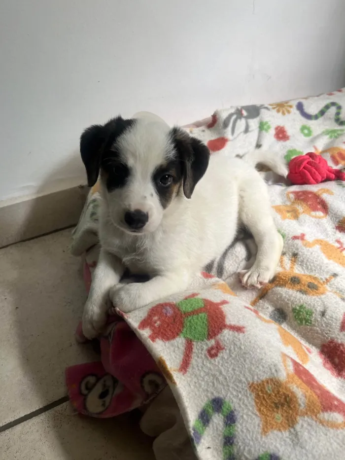 Cachorro ra a SRD-ViraLata idade Abaixo de 2 meses nome Bemny