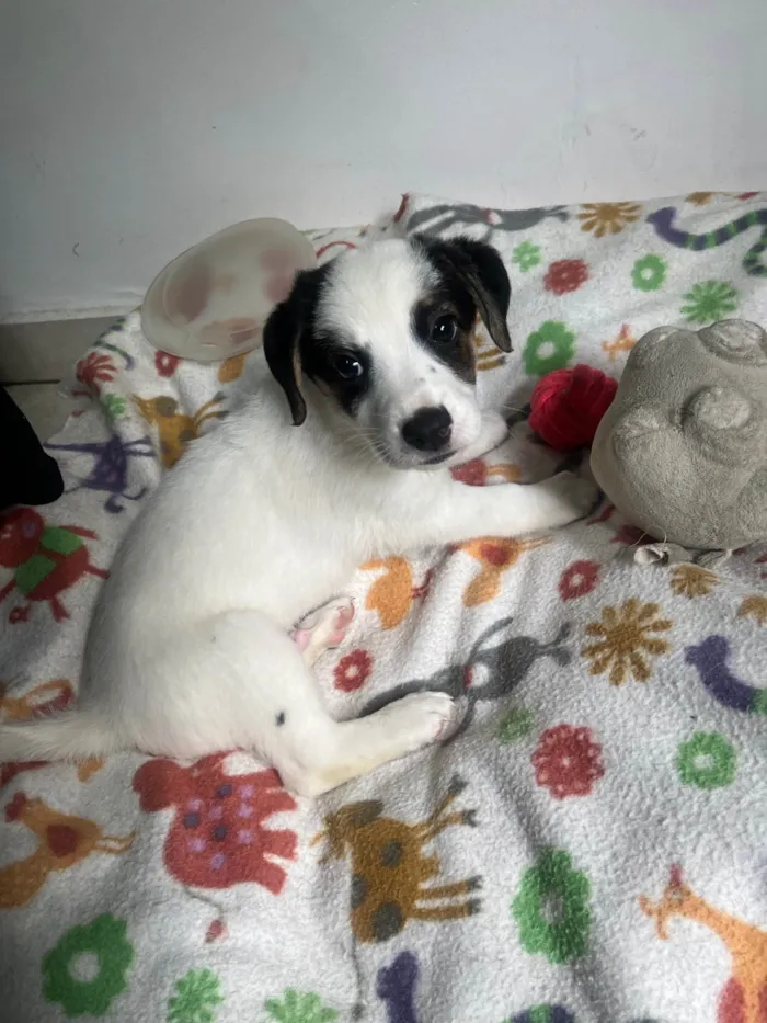 Cachorro ra a SRD-ViraLata idade Abaixo de 2 meses nome Bemny