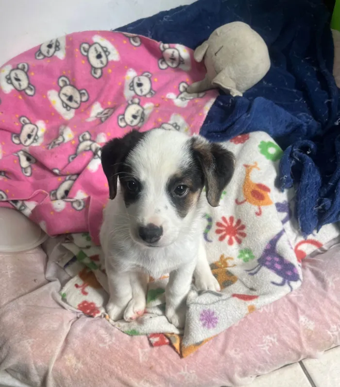 Cachorro ra a SRD-ViraLata idade Abaixo de 2 meses nome Bemny